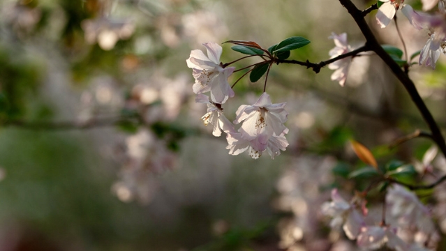 春暖花開(kāi)，市民健身休閑忙